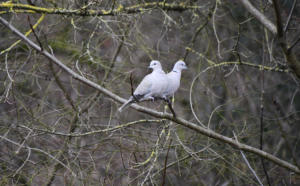 Duo de tourterelles (Onex)