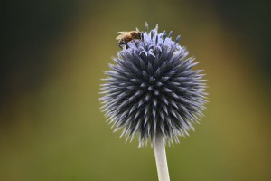 Ecosse-l'abeille 