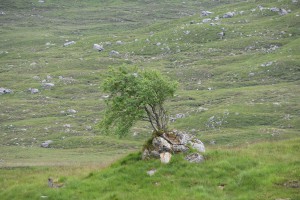 Ecosse-l'arbre 