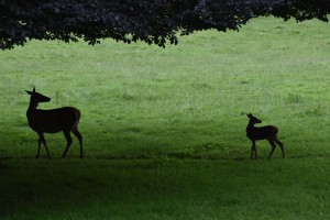 Ecosse-les-biches 