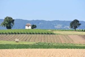 La-capite-de-vigne-(Compesi   