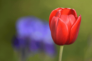 La-tulipe-rouge-(Genève) 