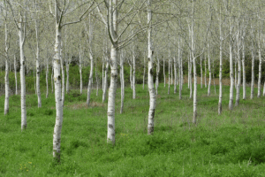 La plantation blanche (Toscane)