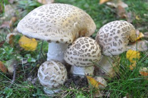 Le-bouquet-de-champignons-(   