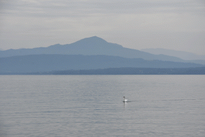 Le-cygne-(Lac-Léman)