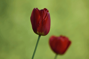 Le-duo-de-tulipes-pourpres- 