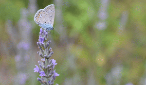 Le-papillon