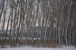 Le-rideau-d'arbres-(Haute-A 