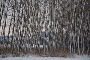 Le-rideau-d'arbres-(Haute-A 