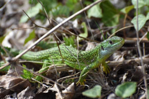 Le lézard vert (Seyssel)