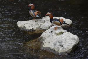 Les canards mandarins (Aire)