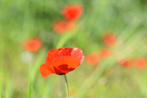 Les coquelicots (Toscane)