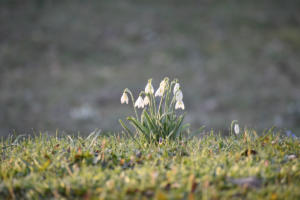 Les perce-neige