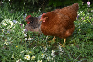 Les poules du Clos