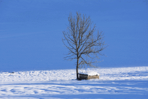 Matin de neige (Jura)