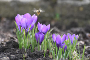 Première abeille (Autriche)