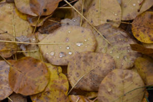 Tapis d'automne (Obex)