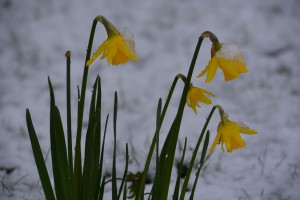 dernière-neige   