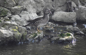 femelle mandarin