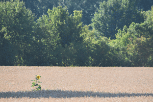 le-tournesol