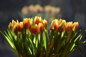 les tulipes en reflet