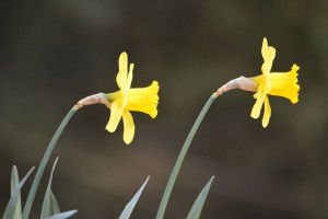 à-l'appel-du-printemps   